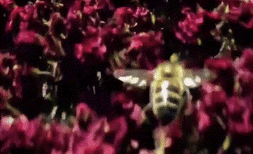 Prompt:以蜜蜂的视角,它在一片美丽的花海中飞翔